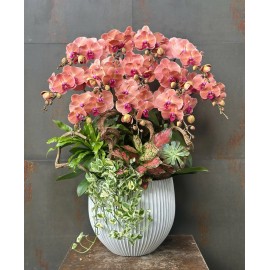 CHẬU LAN HỒ ĐIỆP CAM